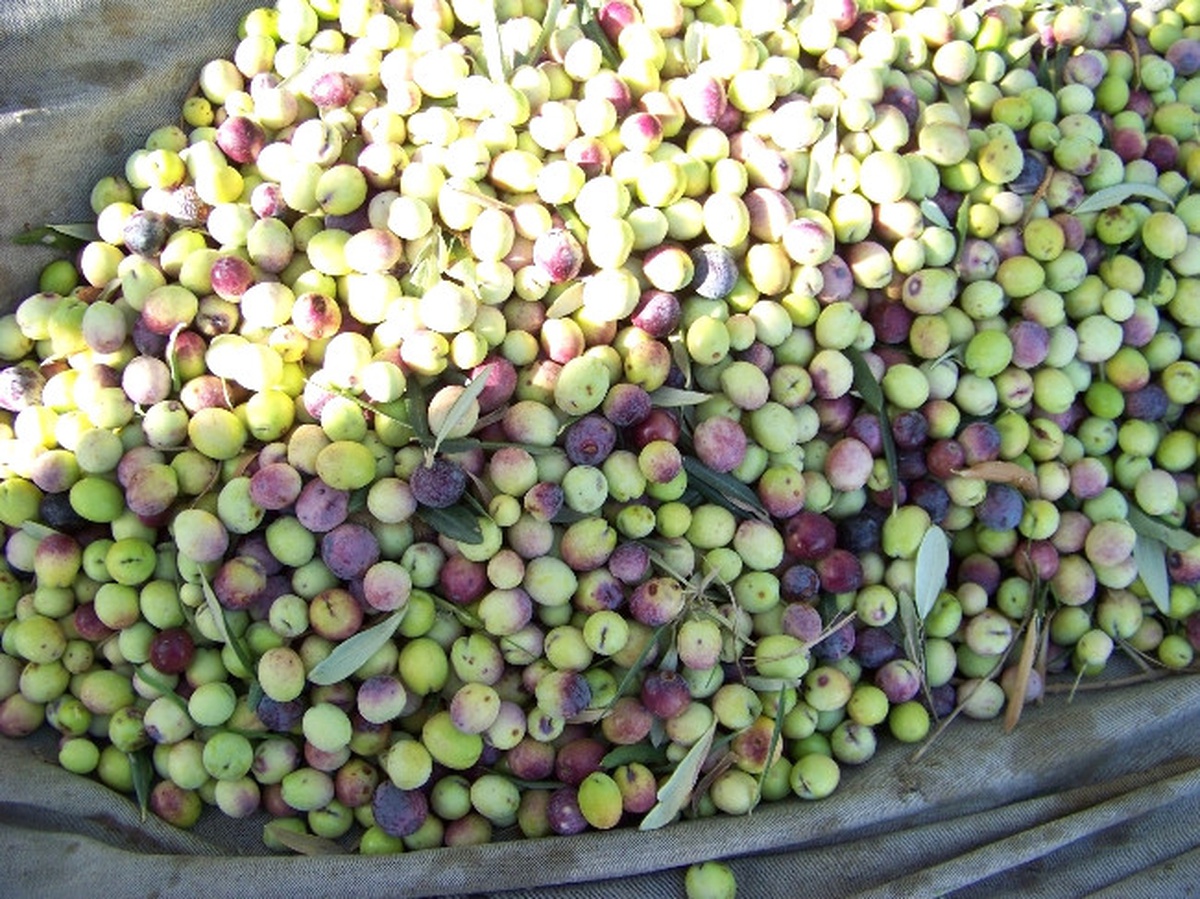 Mut\'ta 160 Bin Ton Zeytin Rekoltesi Bekleniyor