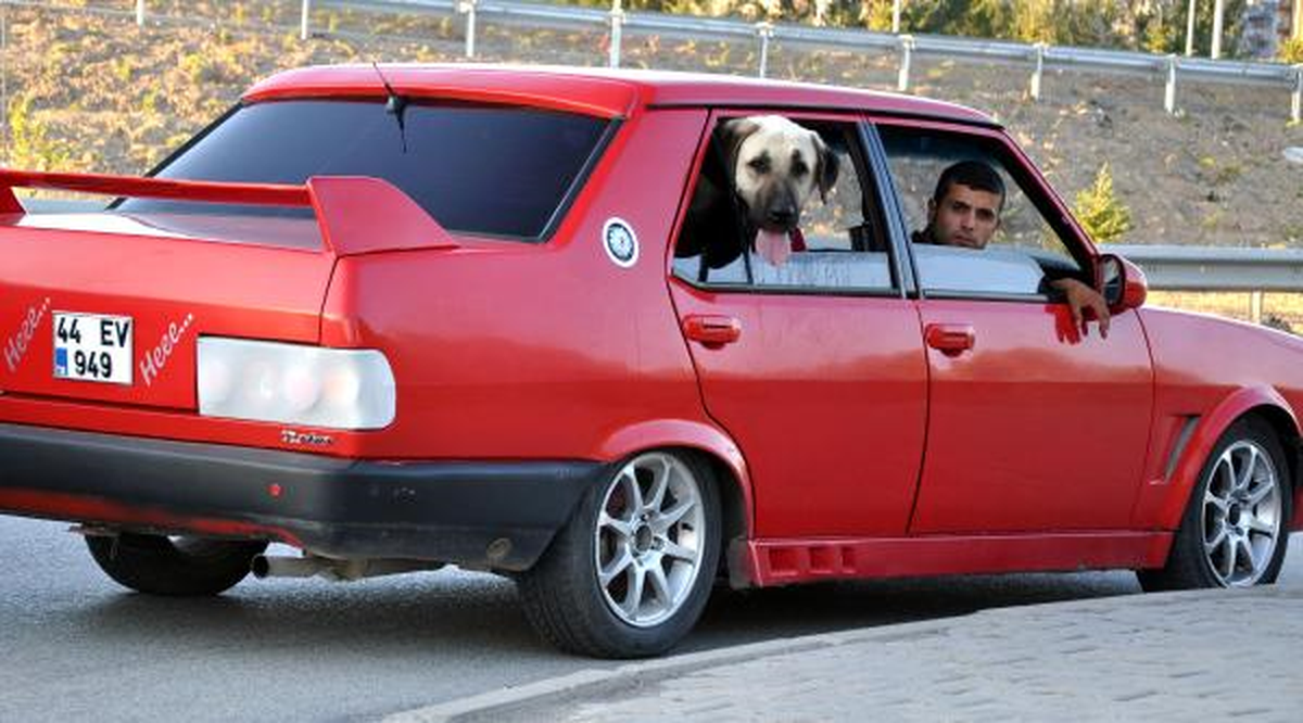 Otomobildeki \'Kangal\'