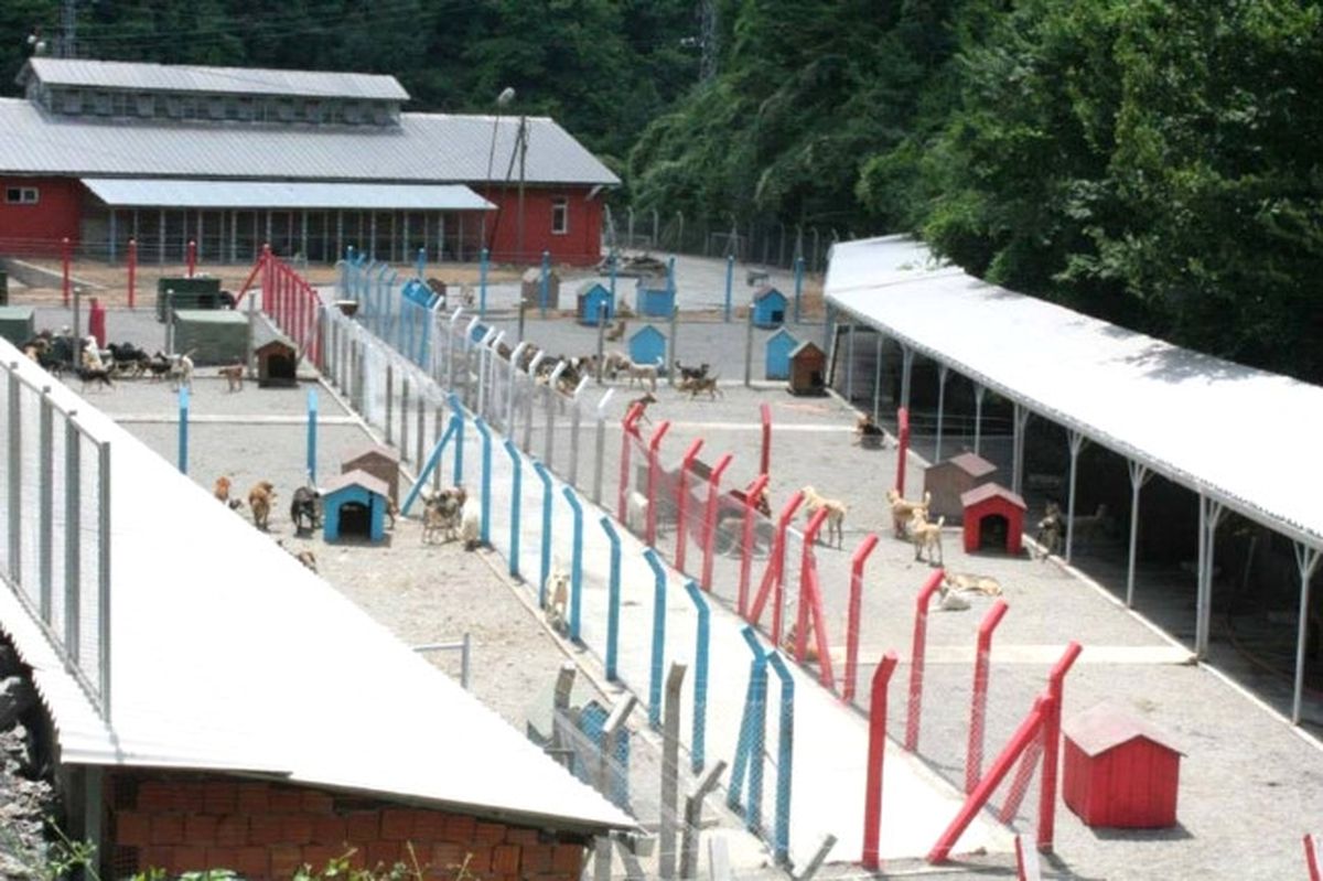 Sezgin, Sokak Hayvanları İçin Çağrıda Bulundu