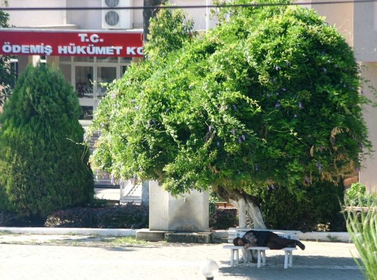 Sıcaklar Kavuruyor, Çare Ağaç Gölgesi
