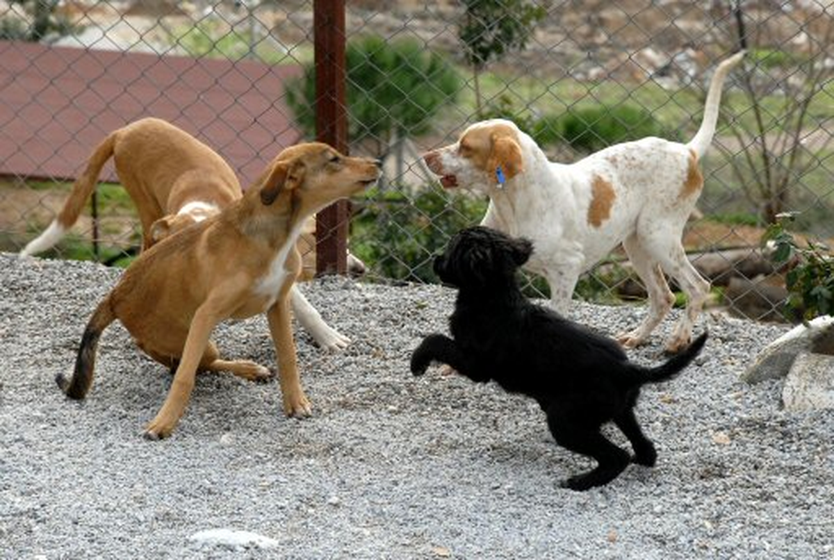Sokak Hayvanları Yuva Bekliyor