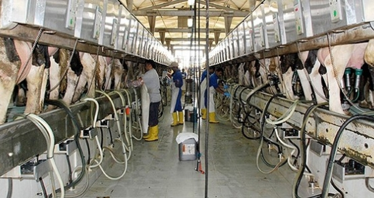 Toplanan İnek Sütü ve İçme Sütü Miktarı Geriledi