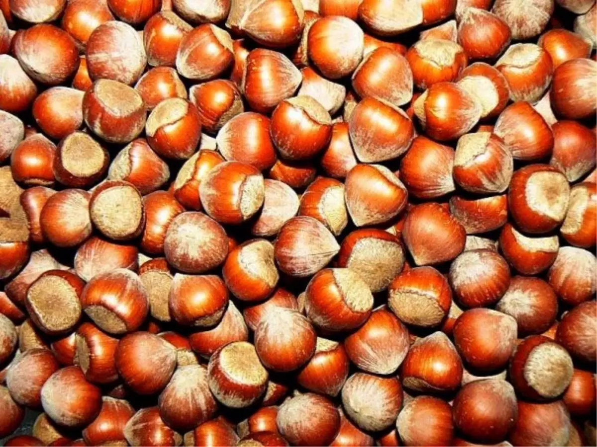 Trabzon'da Fındık Bu Sene de Makineyle Kurutulacak