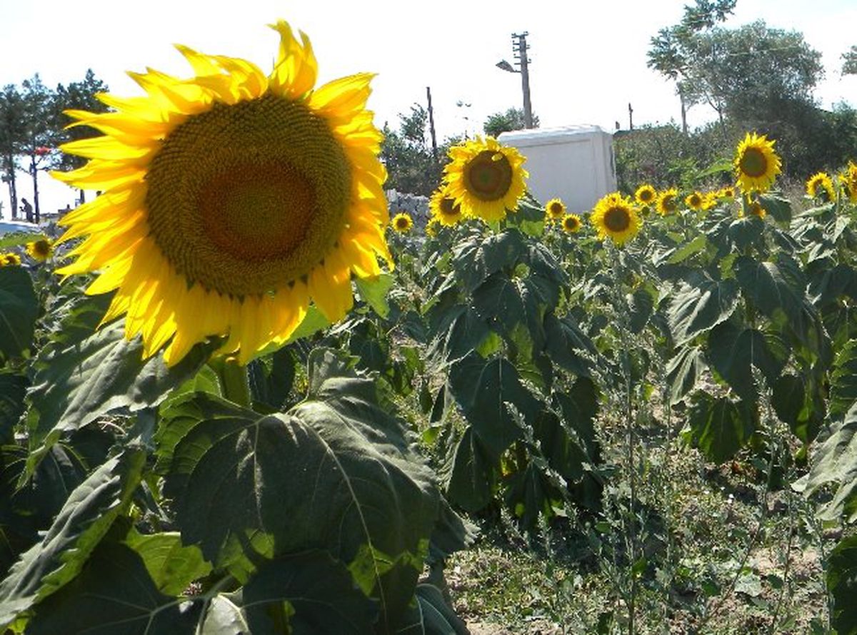 Ayçiçeğinde Yüksek Rekolte Bekleniyor