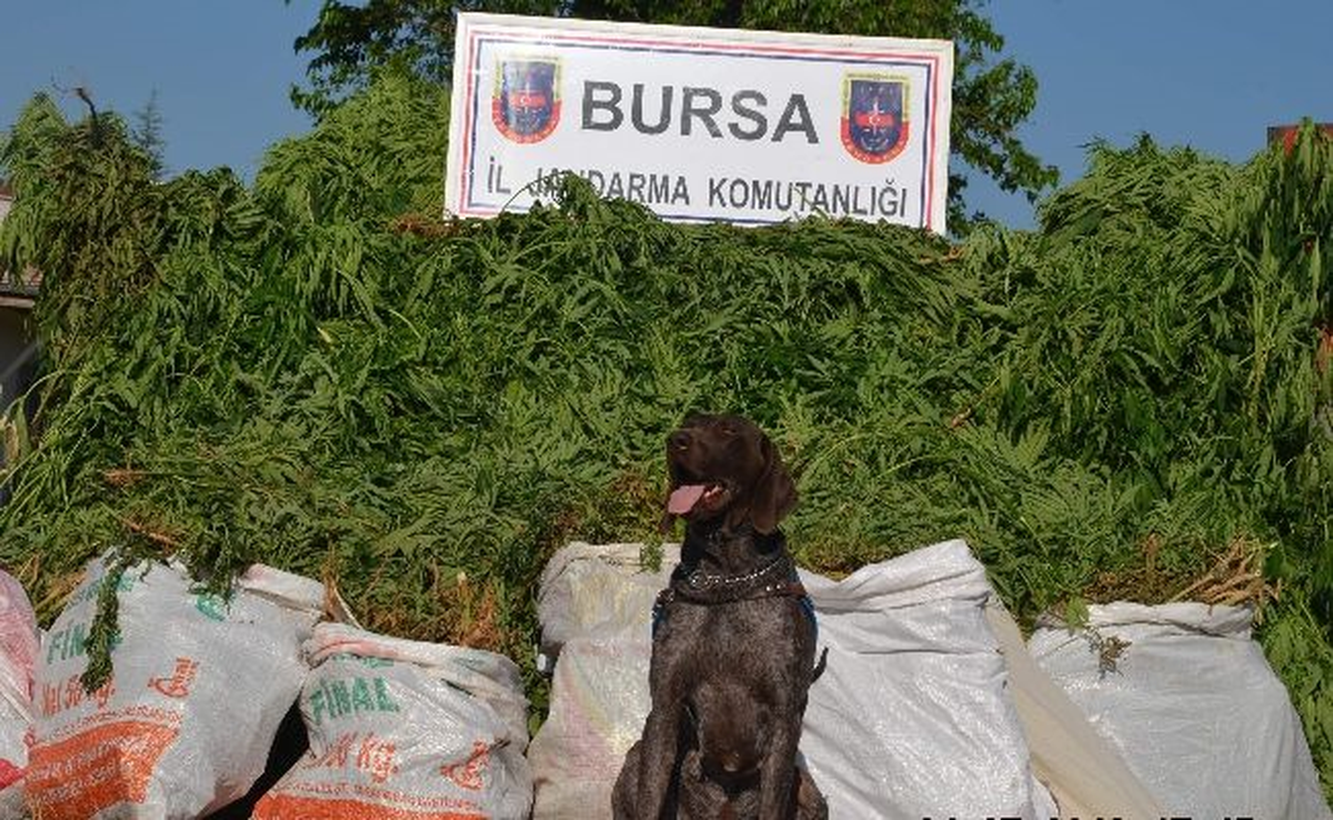 Bursa\'da Uyuşturucu Operasyonu