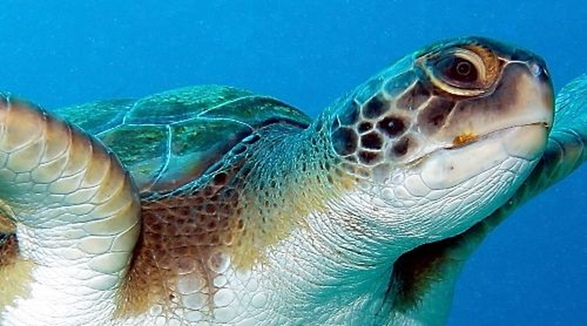 Engelli Caretta Caretta Yeni Yuvasına Kavuştu