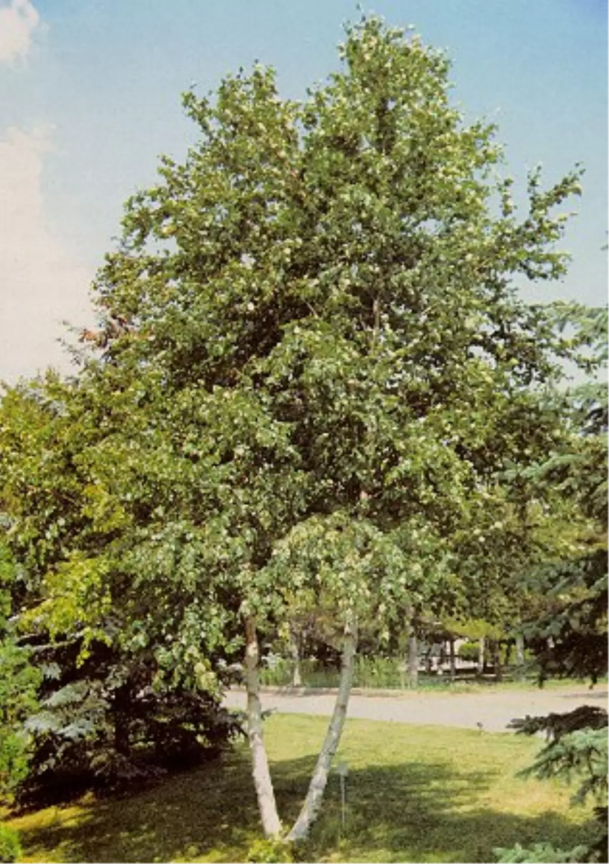 Erciyes\'te Huş Ağaçları Koruma Altına Alınacak