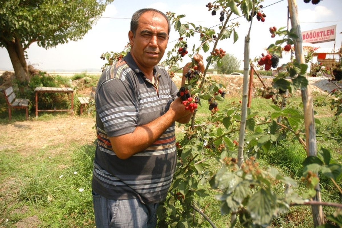 Kadirli\'de Kültür Böğürtleni Hasadı Başladı