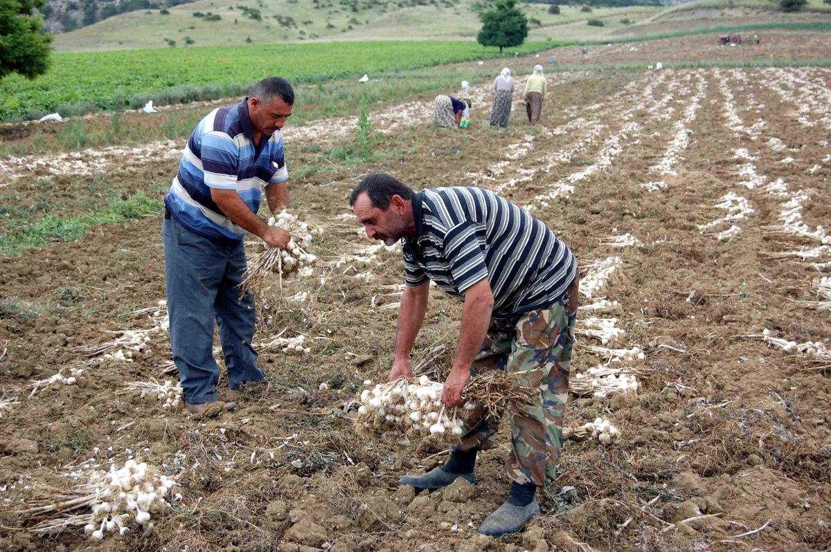 Sarımsak Hasadı Başladı