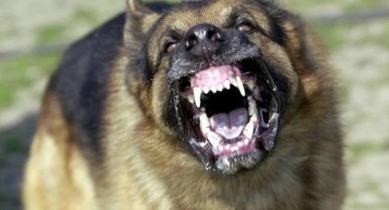 Tunceli\'de 4 Kişiyi Isıran Köpek Öldürüldü