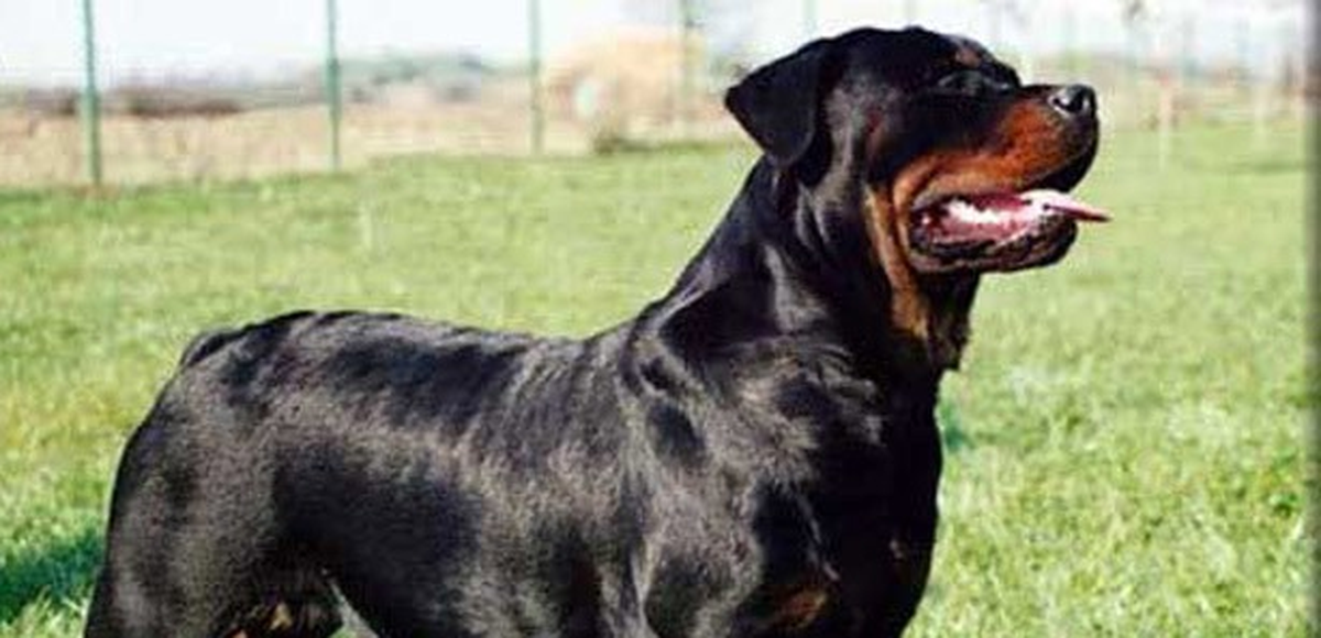 Tunceli\'de Köpeğin Saldırdığı 4 Kişi Yaralandı
