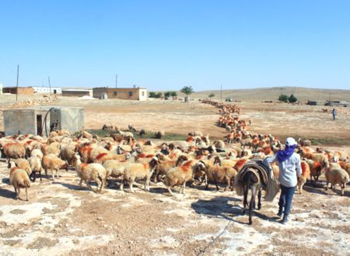 Damızlık Koyunlar Şanlıurfa\'da Yetişiyor