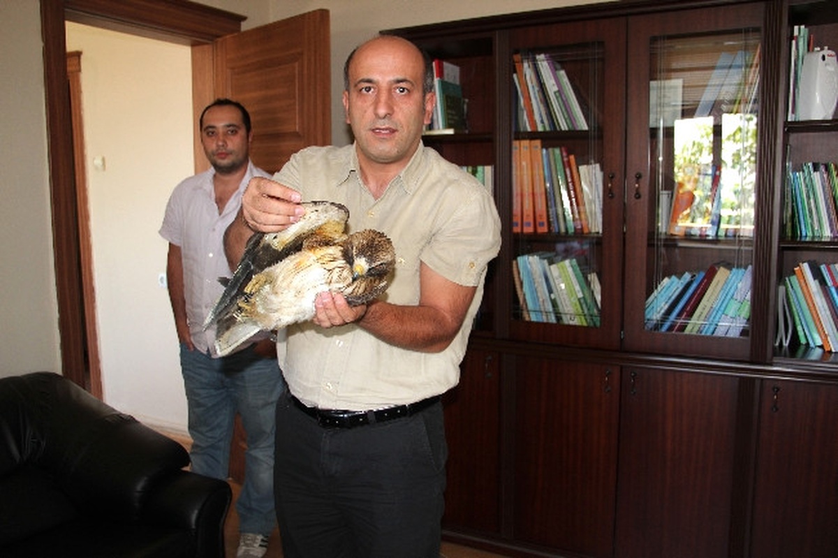 Yaralı Yavru Kaya Kartalı, Gaziantep Hayvanat Bahçesine Gönderildi