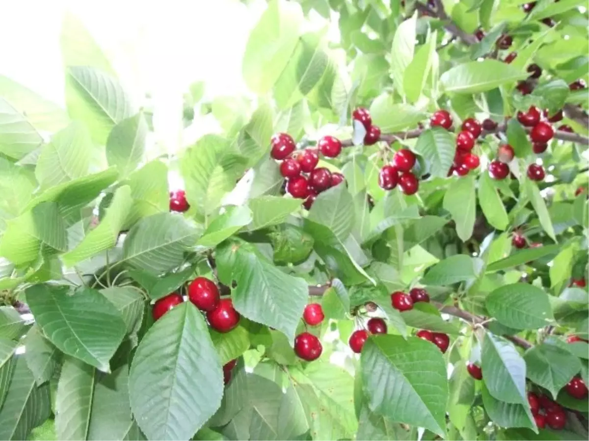 Artvin\'in Şavşat İlçesindeki Kiraz Yetiştiricilerinin En Büyük Düşmanı Ayılar