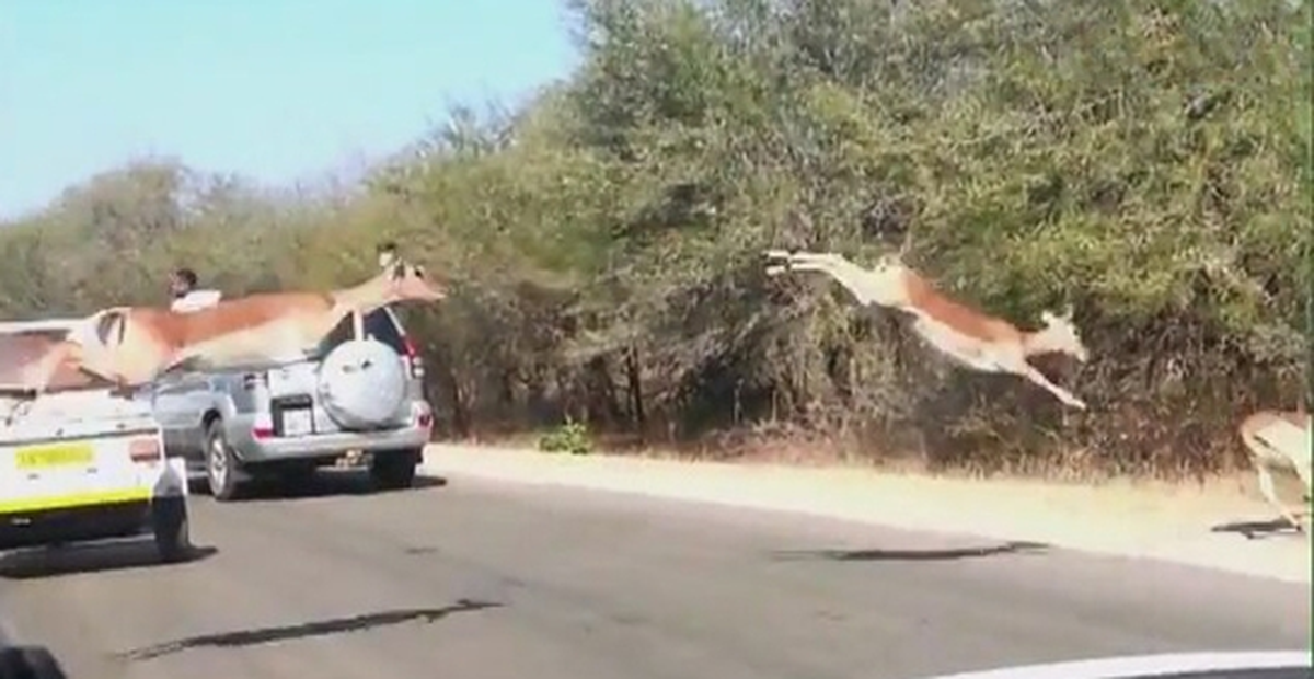 Çitalardan Kaçarken Arabaya Çarpan İmpala