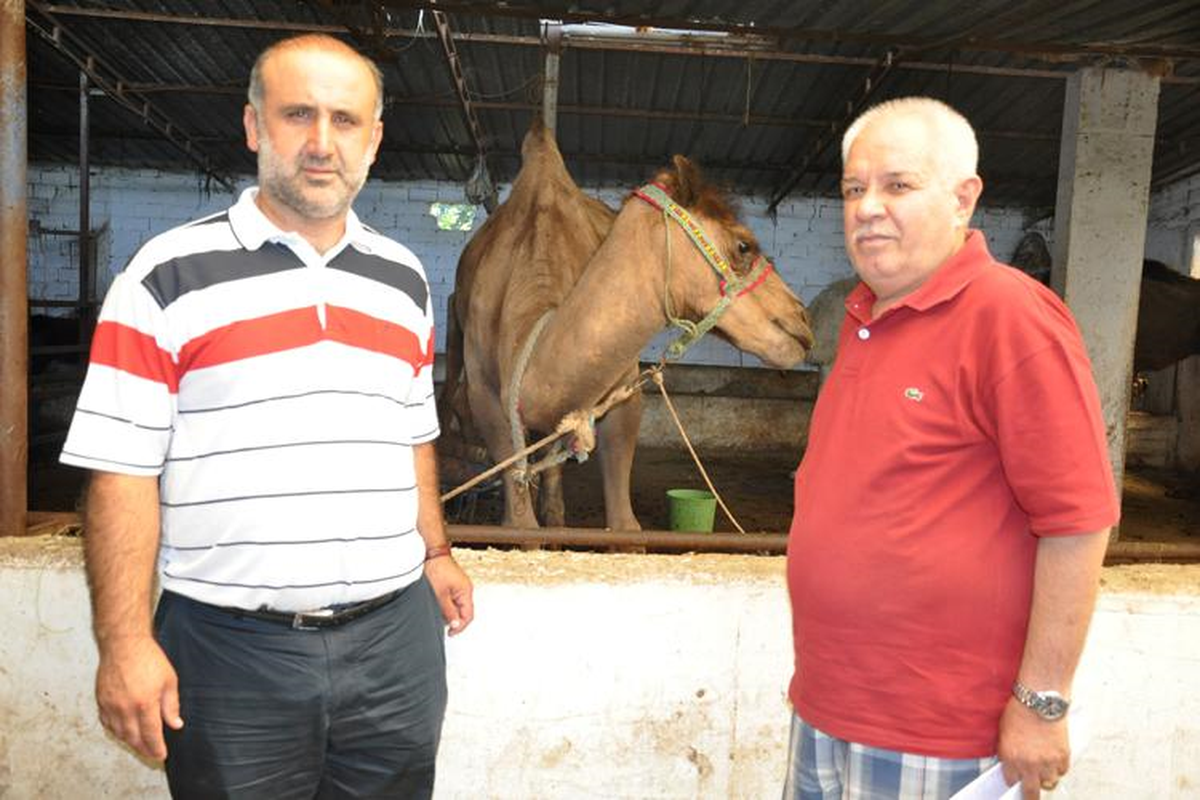 Deve Güreşlerine Düzenleme