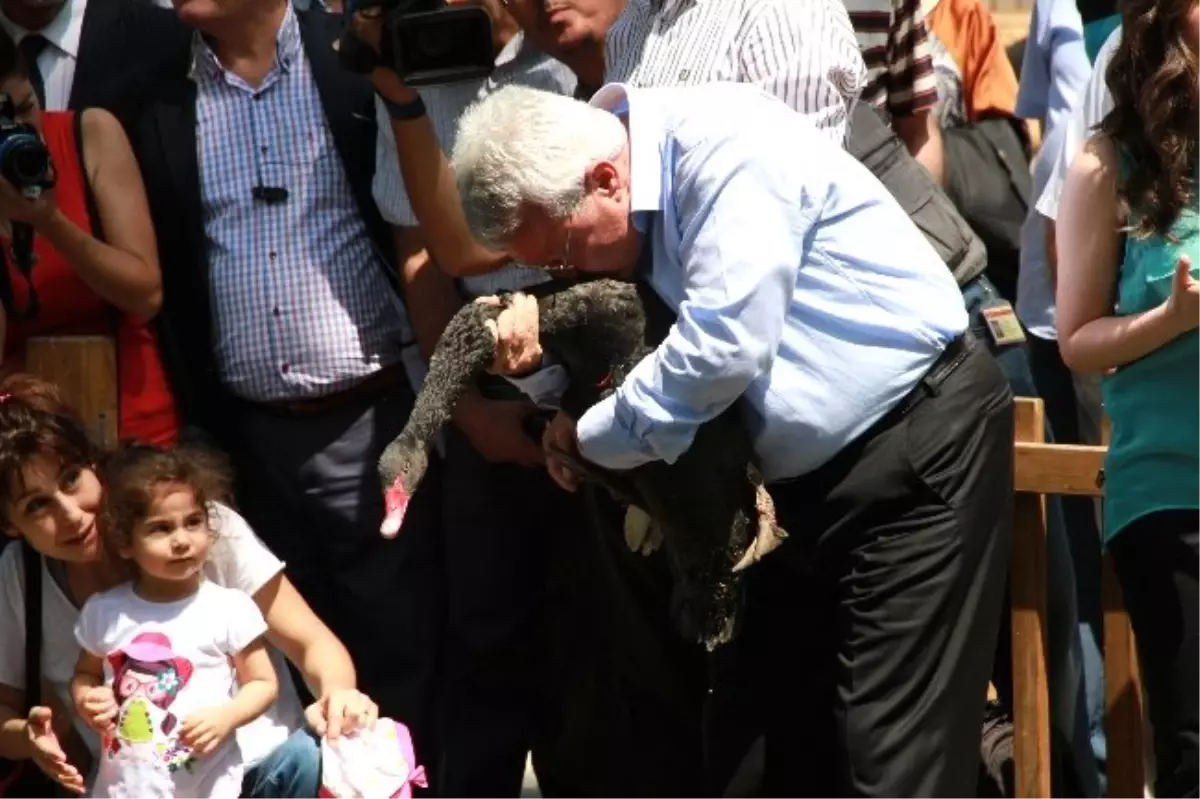 Gazdan Etkilenen Kuğular Yuvalarına Döndü