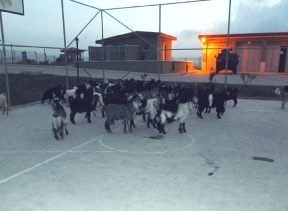 Hatay\'da Hayvan Kaçakçılığı