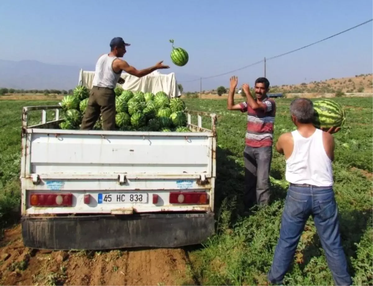 Karpuz Tarlada 35, Tezgahta 75 Kuruş