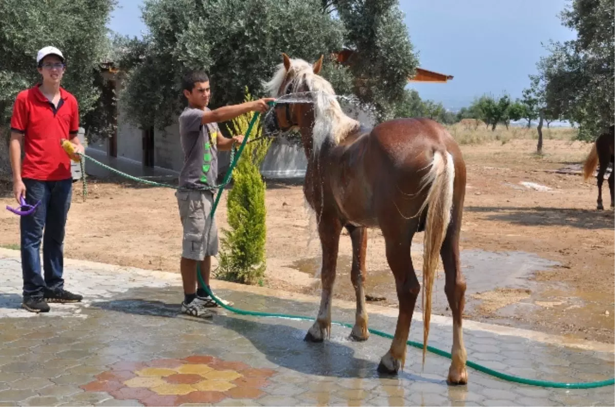 Başkan Alıcık'tan At Çiftliğine Ziyaret