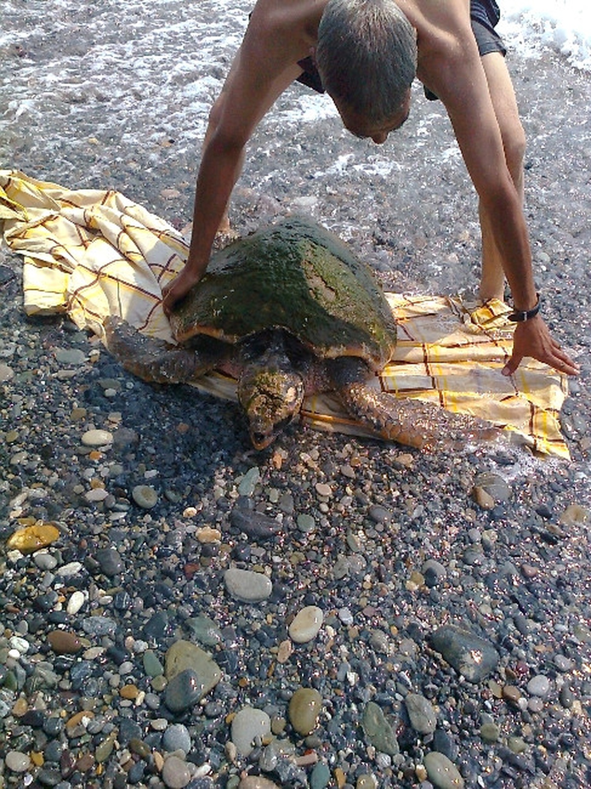 Dörtyol Sahilinde Yaralı Caretta Caretta Bulundu