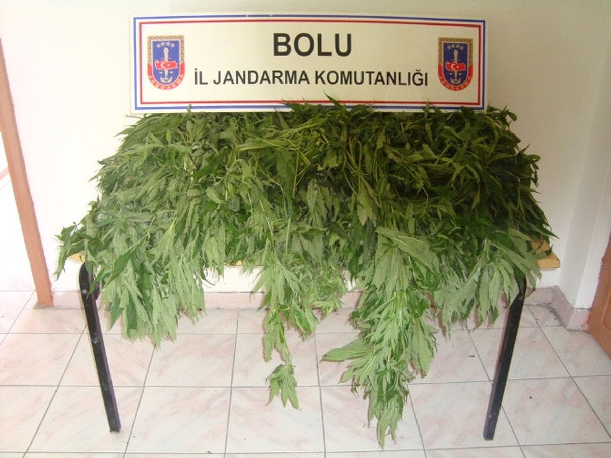 Jandarmadan Kenevir Operasyonu