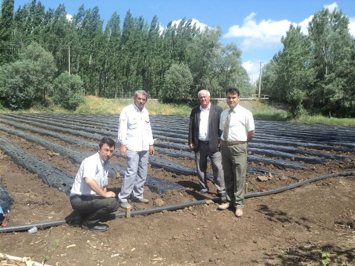 Sorgun\'da Çilek Ekiminden İlk Ürün Sonbahar\'da Alınacak
