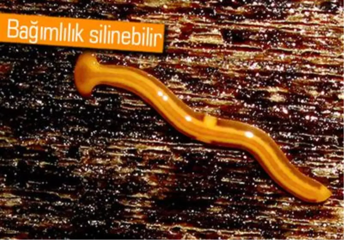 Beyaz Kurtçuklar Kök Hücre Tedavisi İçin Umut Oldu