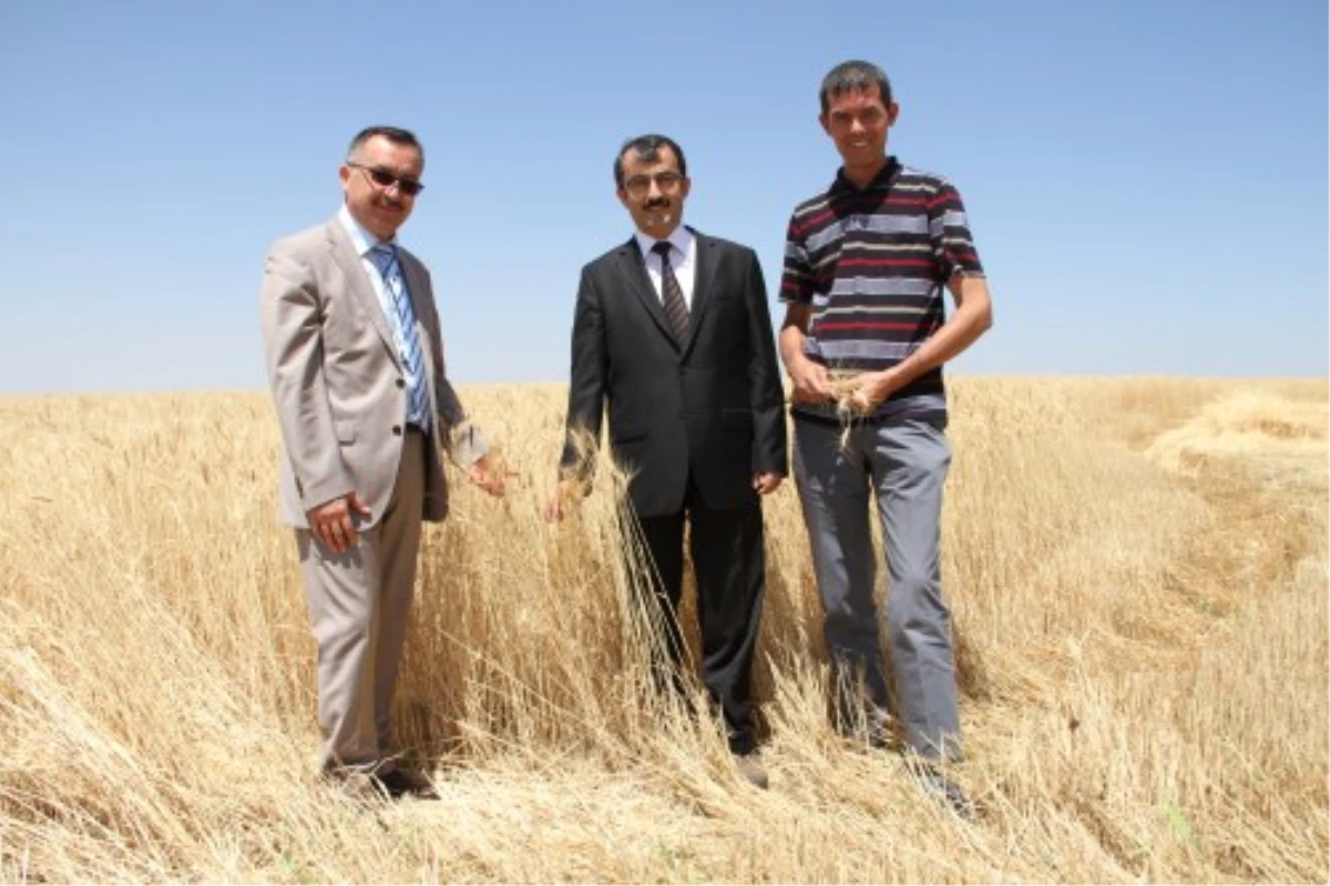 Bozok Üniversitesi\'nde İlk Kez Buğday ve Arpa Hasadı Yapıldı