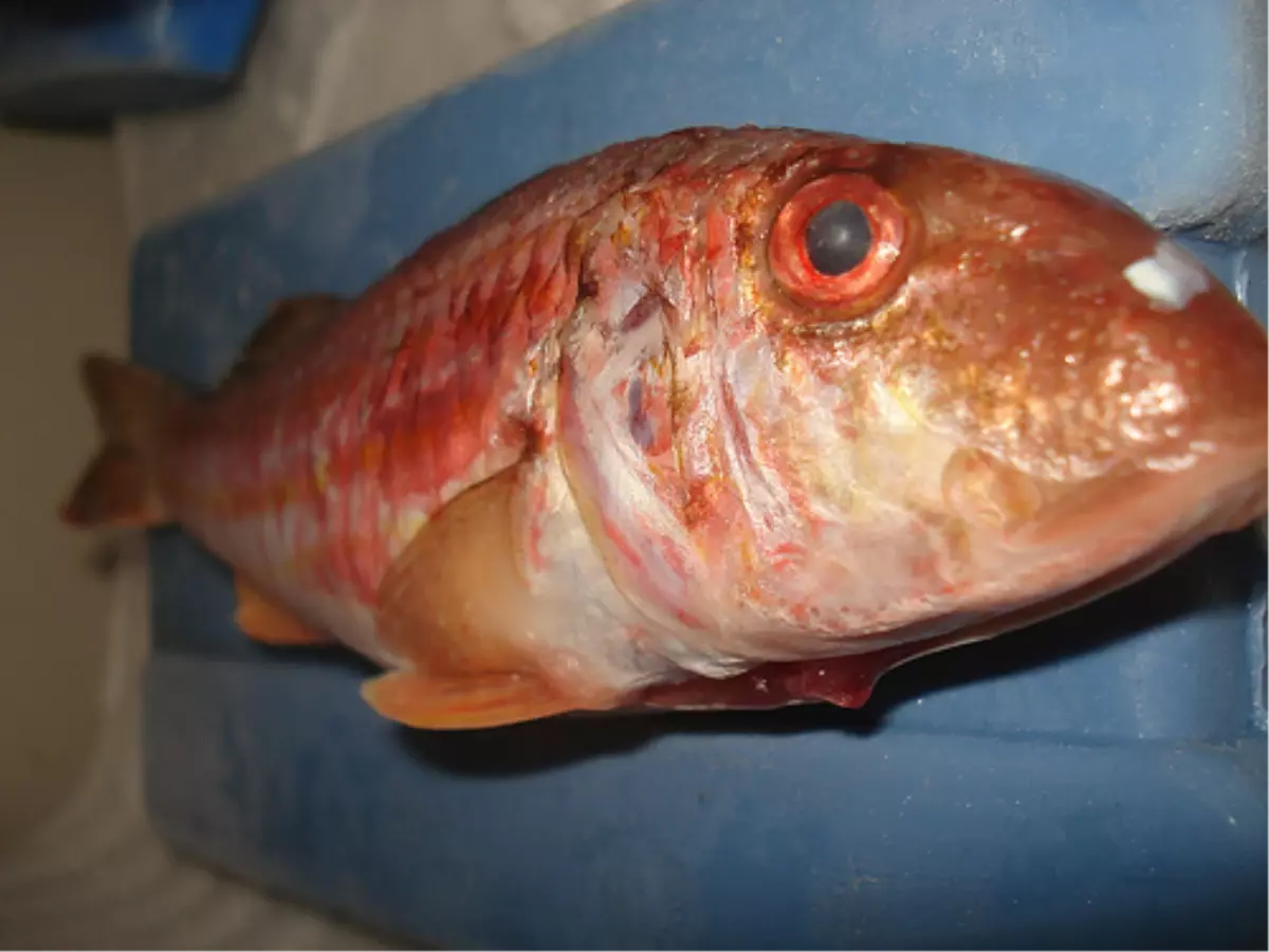 Fiyatı Altınla Yarışan Balık