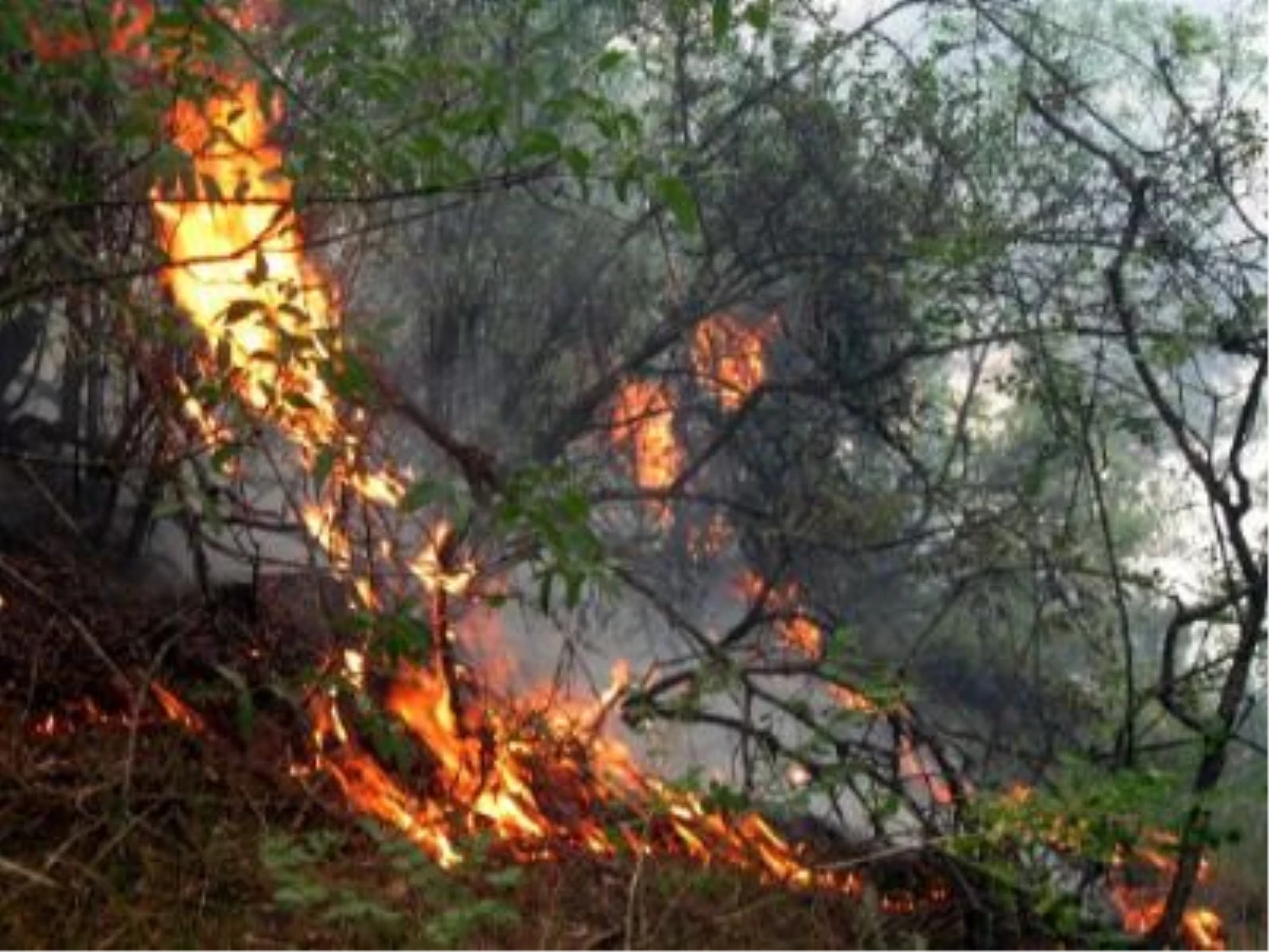 Gaziantep\'te Orman Yangını