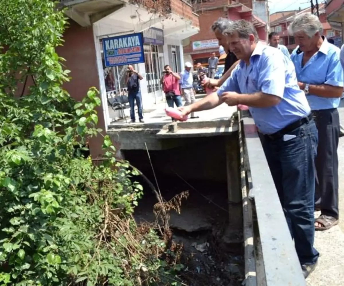 13 Yıldır Temizlenmeyen Dereye Gül Suyu Döktüler