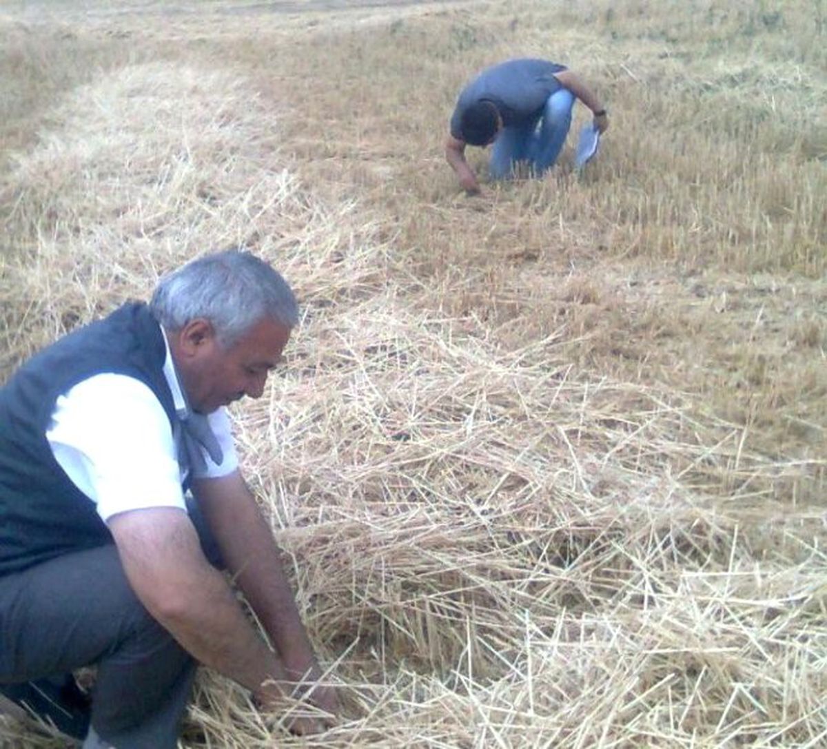 Aksaray\'da Biçerdöver ve Hasatlar Kontrol Ediliyor