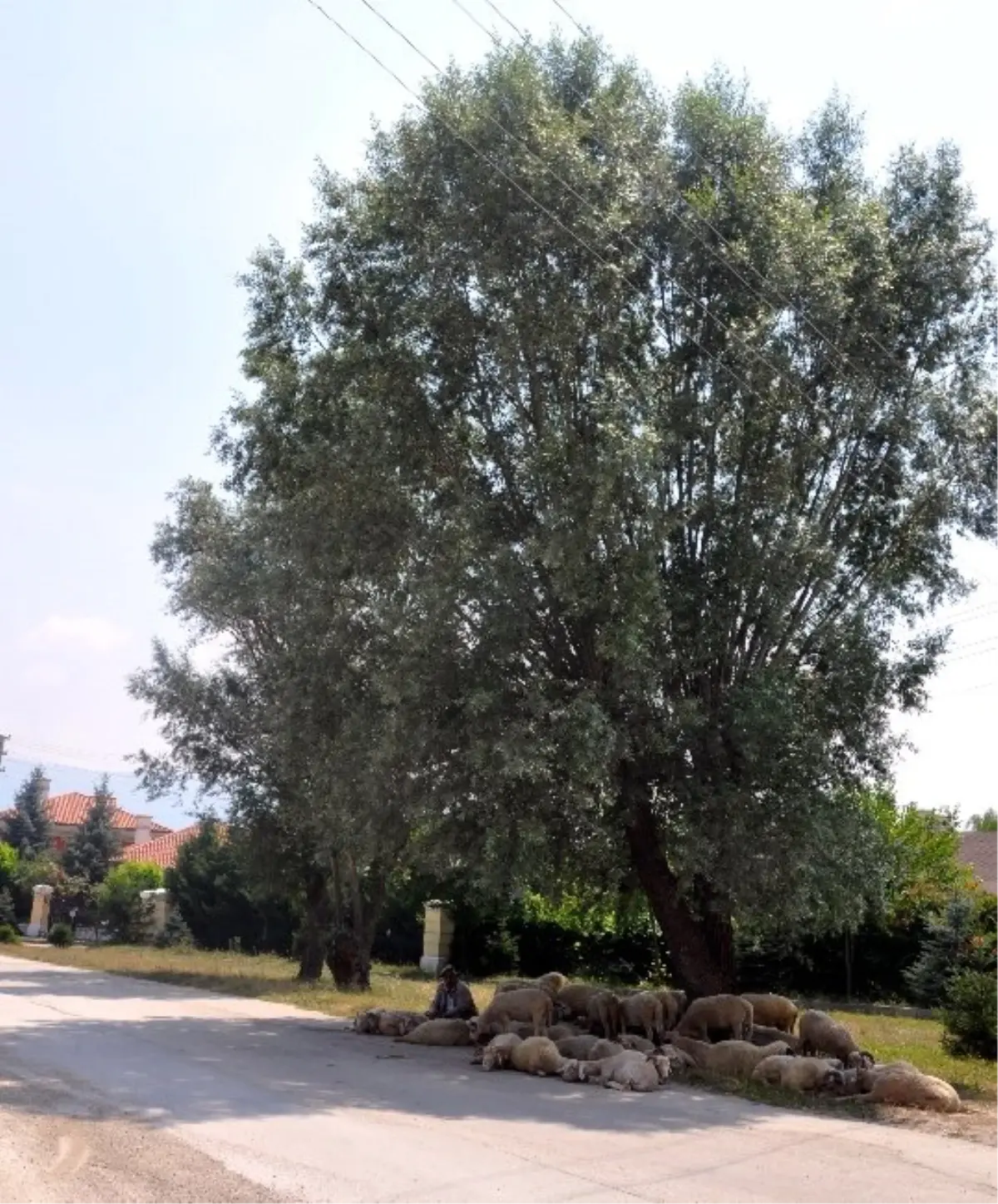 Koyunlar Uyudu, Çoban Başlarını Bekledi