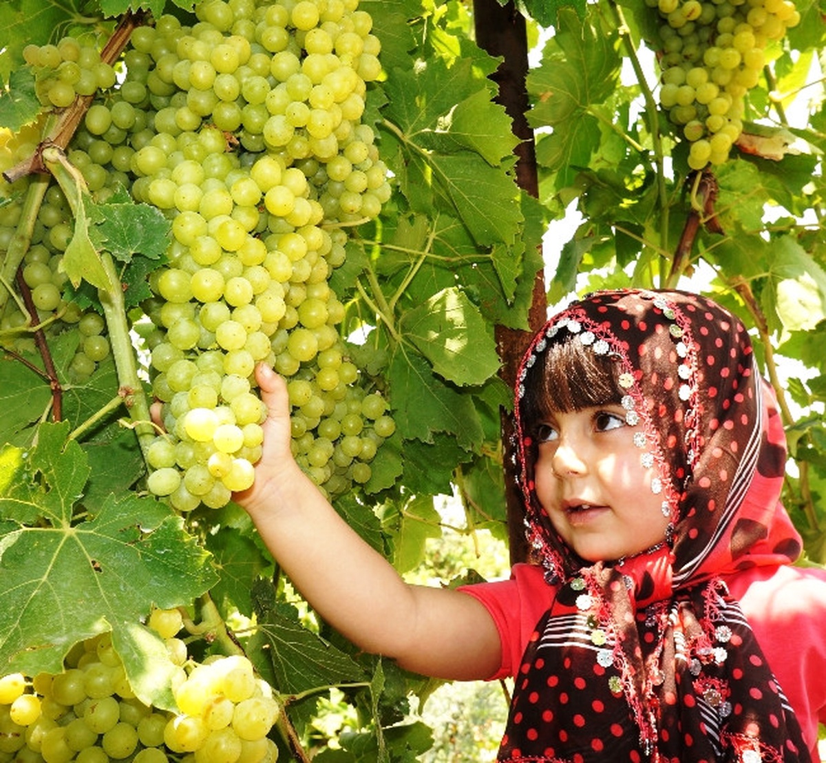 Sarıgöl Ziraat Odası, Üzüm Üreticilerini Uyardı