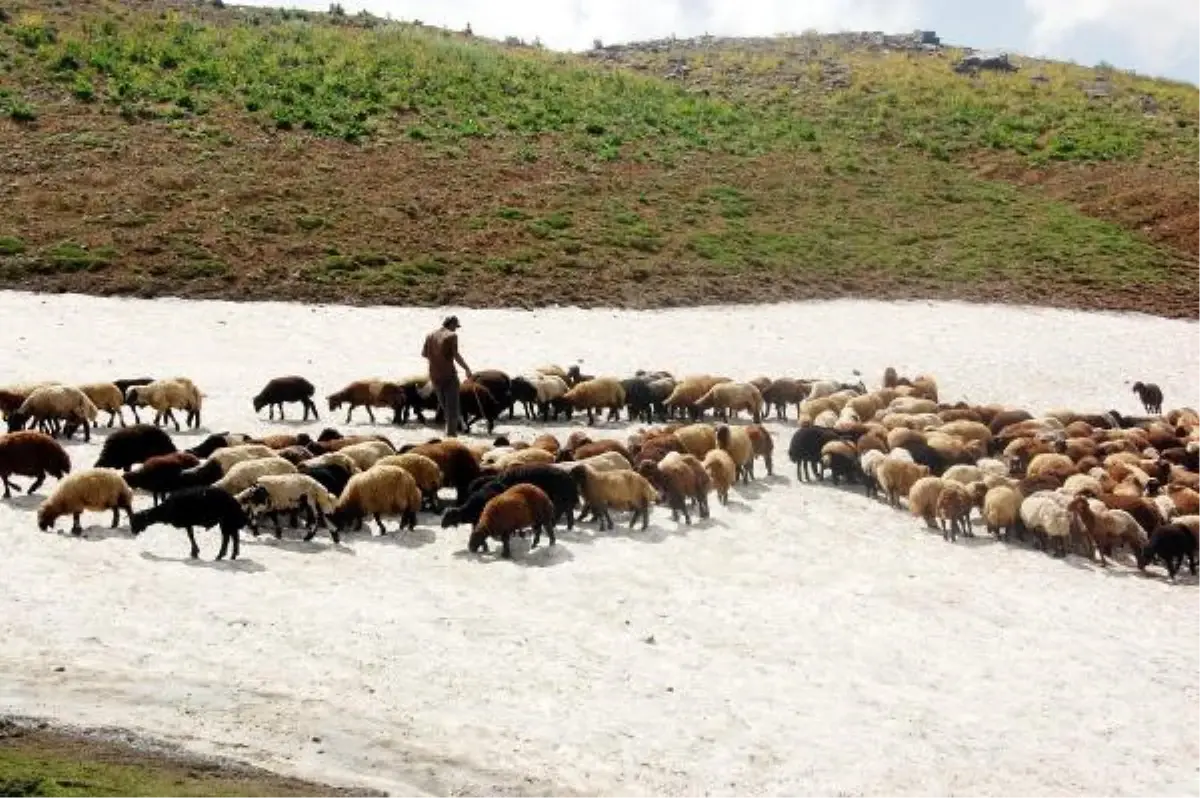 Sıcaktan Bunalan Koyunlara Kar Banyosu