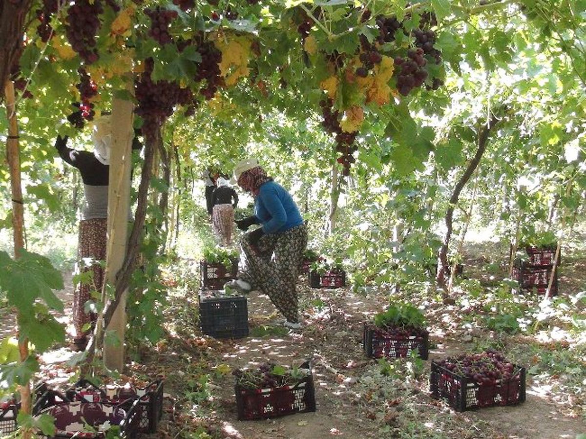 Turfanda Siyah Üzüm Hasadı Başladı