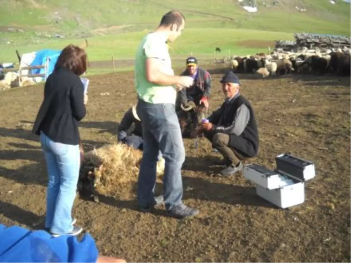 Artvin\'de 40 Üreticiye Damızlık Koç Dağıtıldı