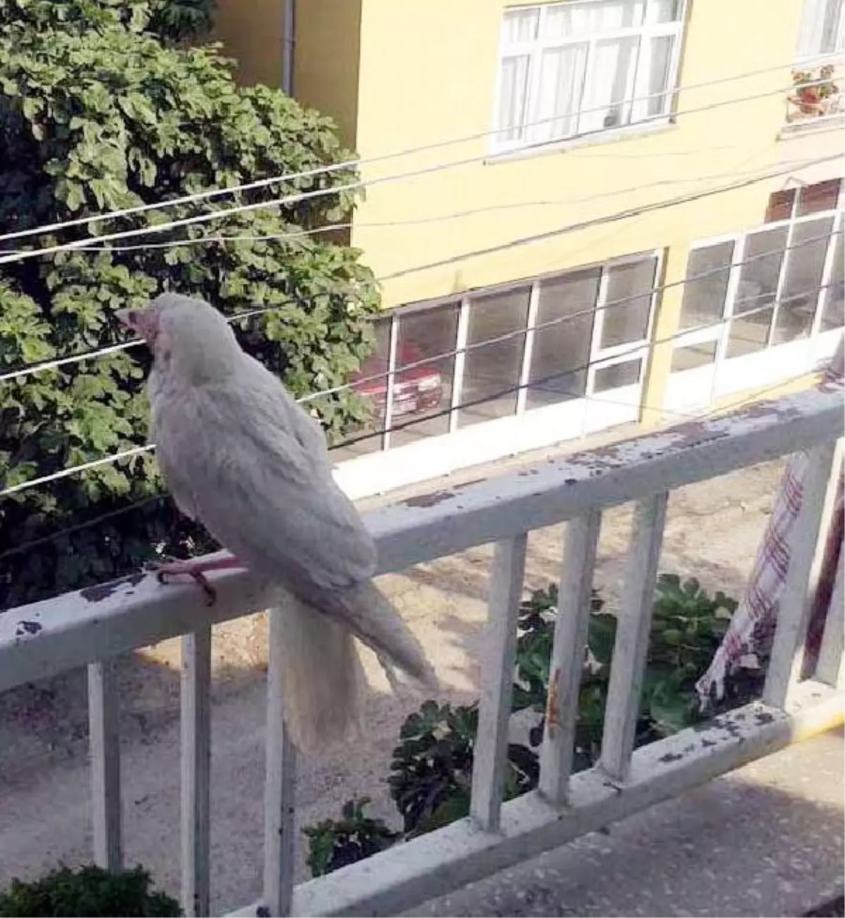 Beyaz Renkli Karga Tek Başına Kaldı