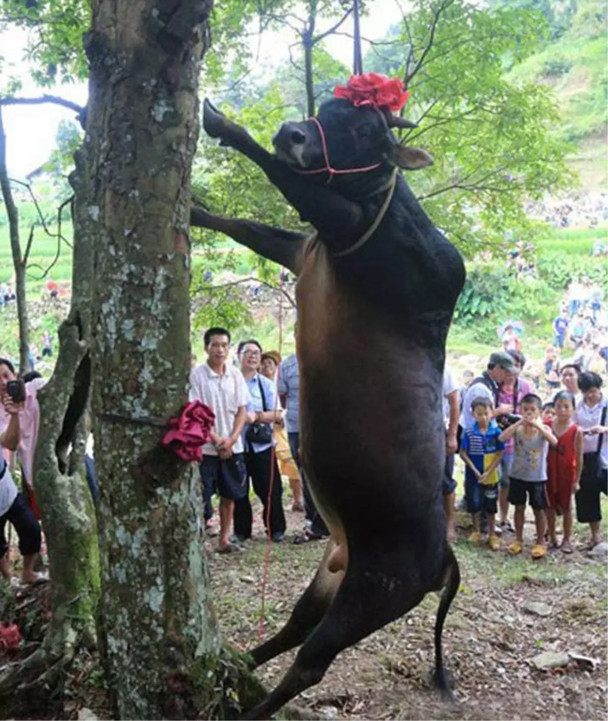 Çinlilerin 500 Yıllık Geleneği
