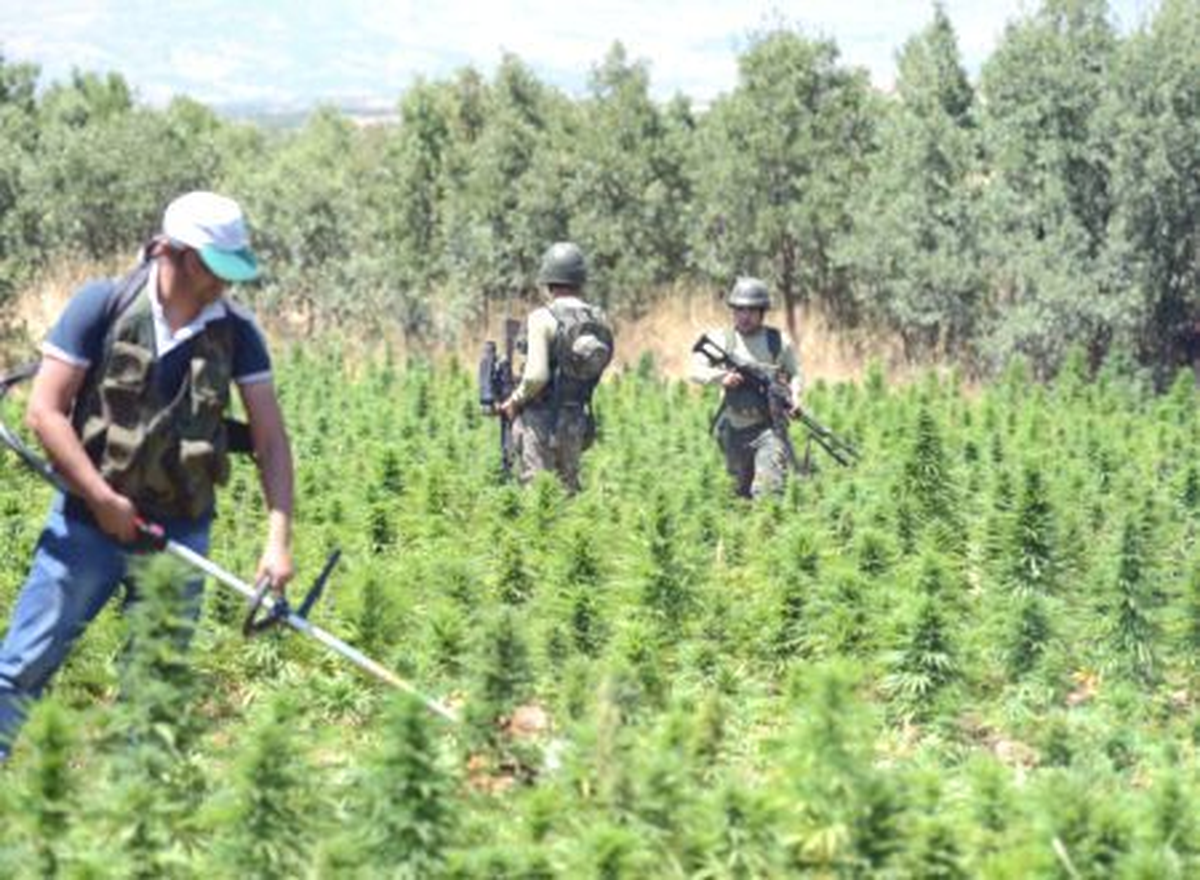Diyarbakır\'da Kenevir Operasyonu
