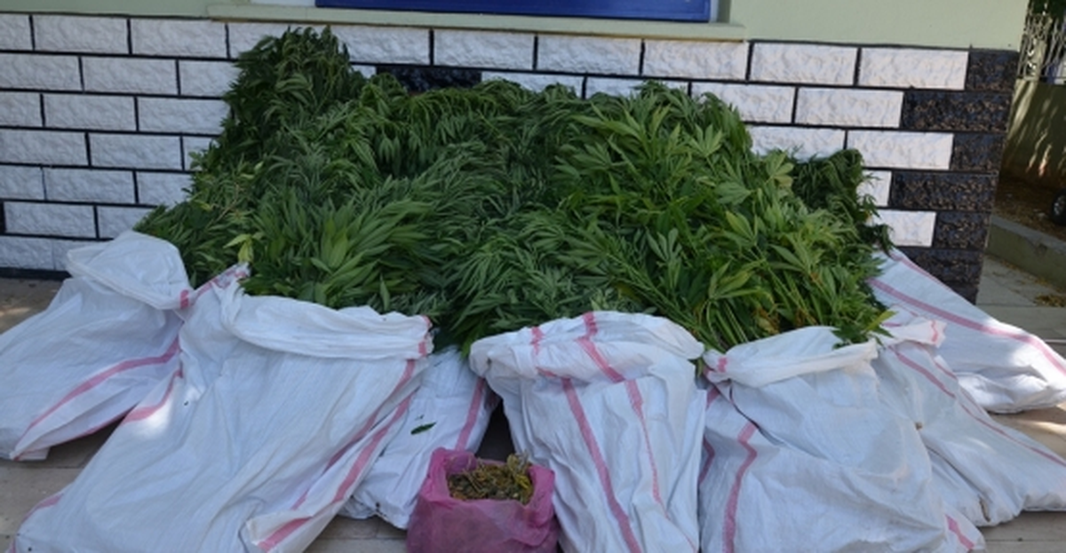 Fethiye\'de 600 Kök Hint Keneviri Ele Geçirildi