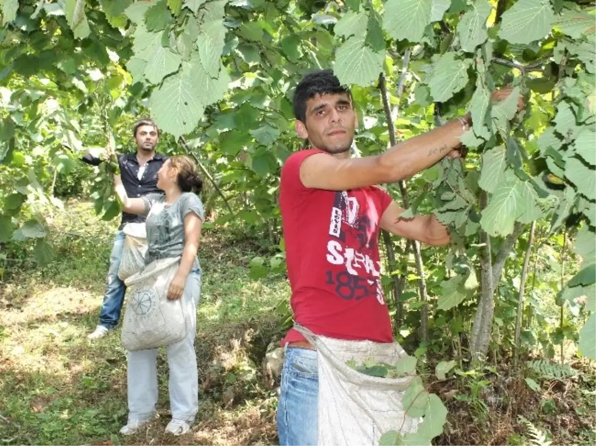 Fındık İşçilerine Ödenecek Asgari Ücretler Belirlendi