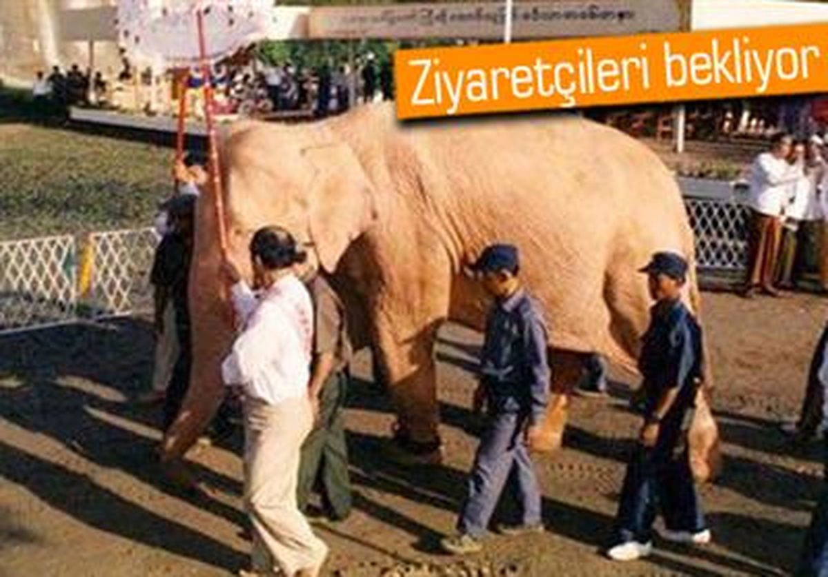 Görenleri Şaşırtan Beyaz Fil Ziyarete Hazır