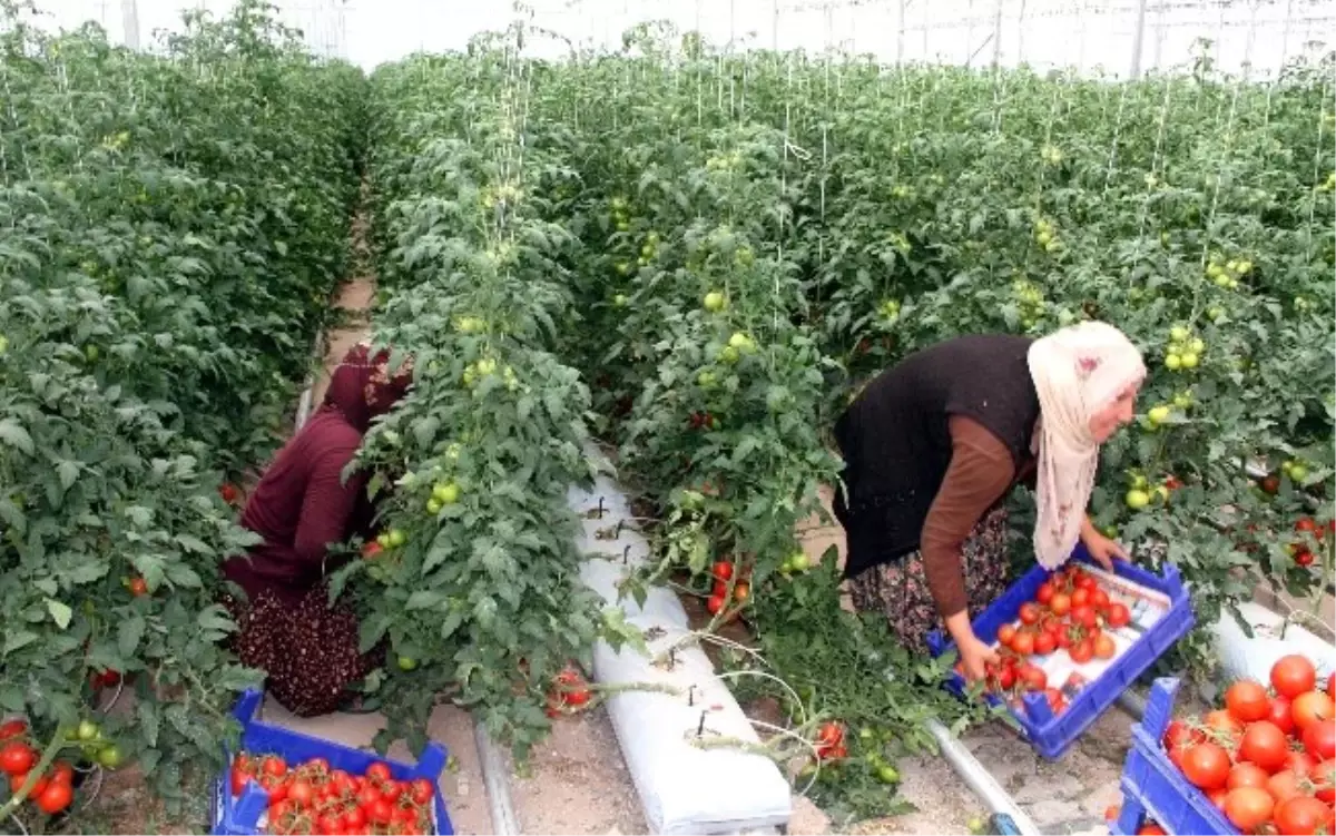 (Özel Haber) Anadolu\'da Topraksız Tarım Yaygınlaşıyor