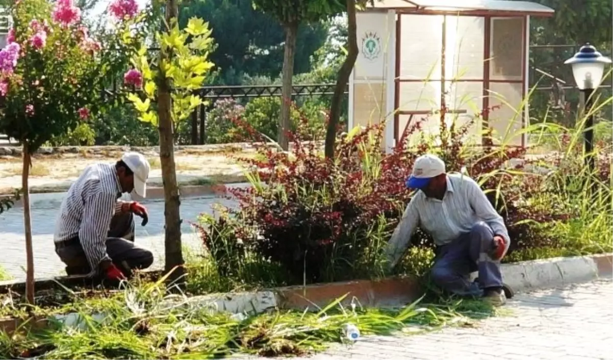 Sarıgöl Belediyesi, Yabancı Otlarla Mücadele Başlattı