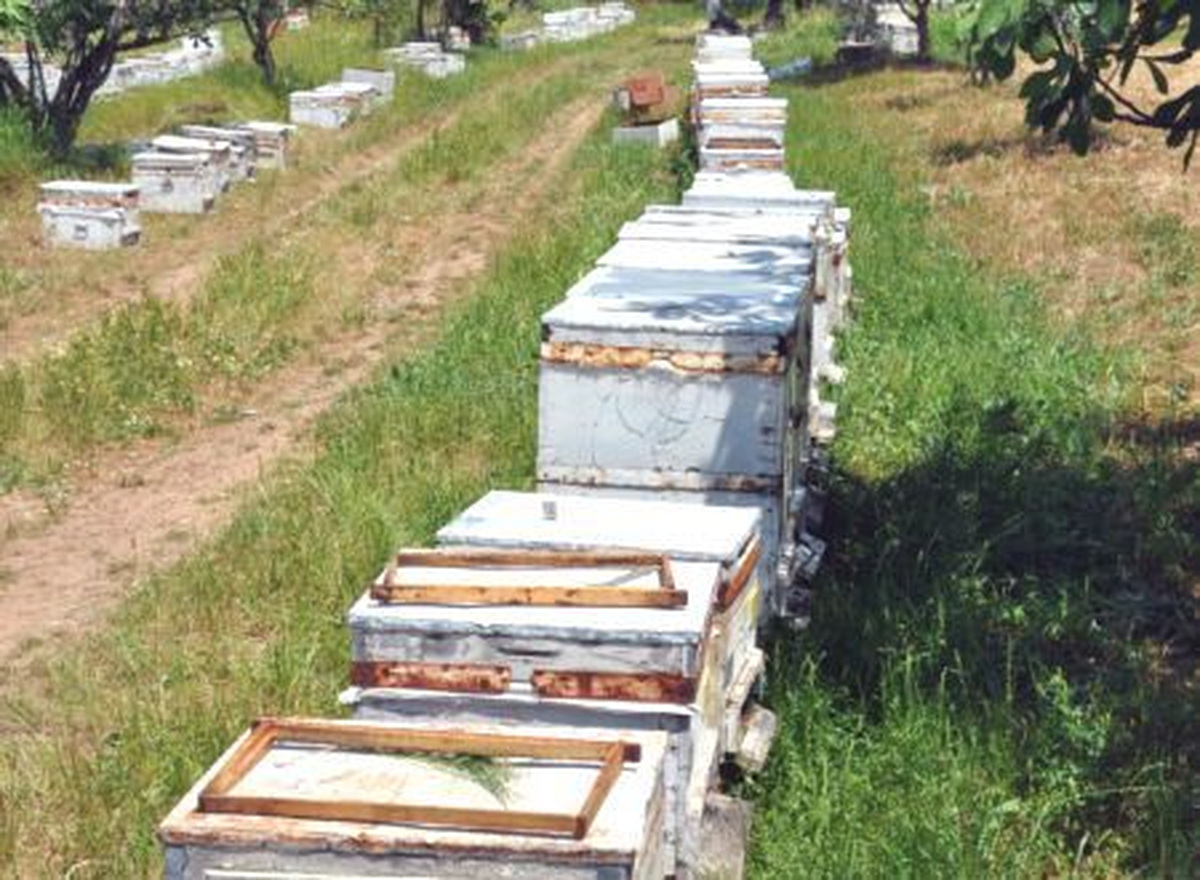 Sinop\'ta Bal Üretiminde Artış Beklentisi