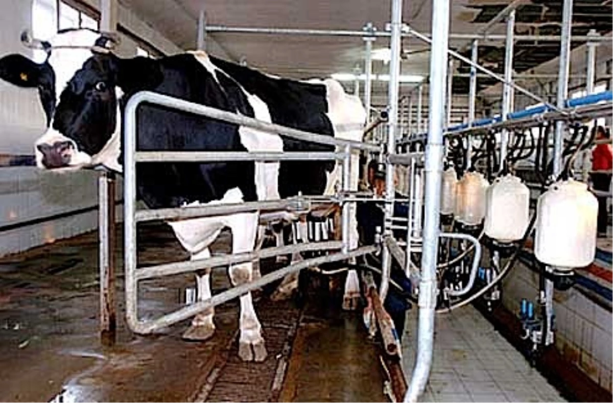 Süt Üretimi İçin AB\'den Egeli&co\'ya 1.6 Milyon TL Hibe