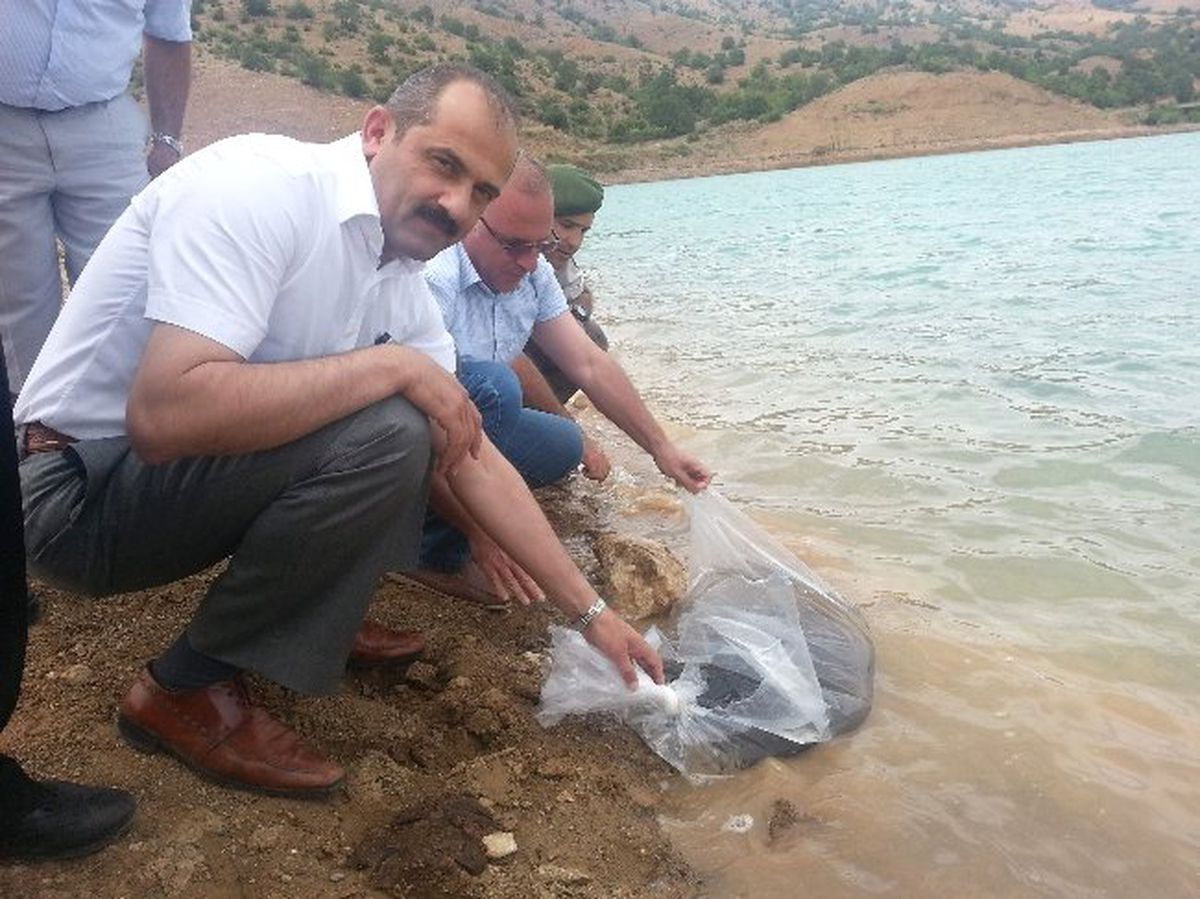 Amasya\'da Göletlere 40 Bin Yavru Balık Salındı