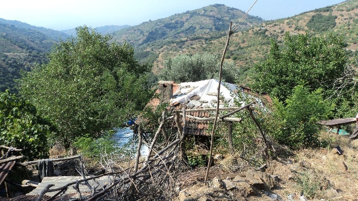 Bağ Evinde 268 Kök Kint Keneviri Ele Geçirildi